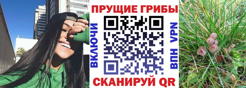 Галлюциногенные грибы Psilocybe продажа наркотиков Константиновск